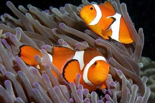 Sea Life Benalmádena